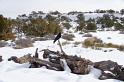 Canyonlands26012010 (184)